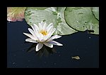 IMG_0461.JPG