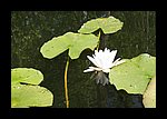 IMG_0463.JPG