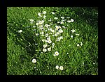IMG_1153.jpg