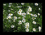 IMG_1154.jpg