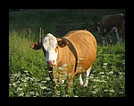 IMG_1173.jpg